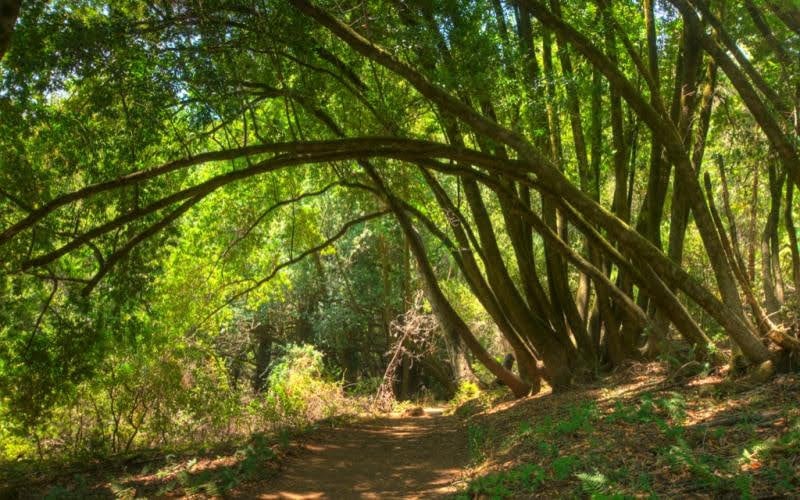 Woodside Ramble 1